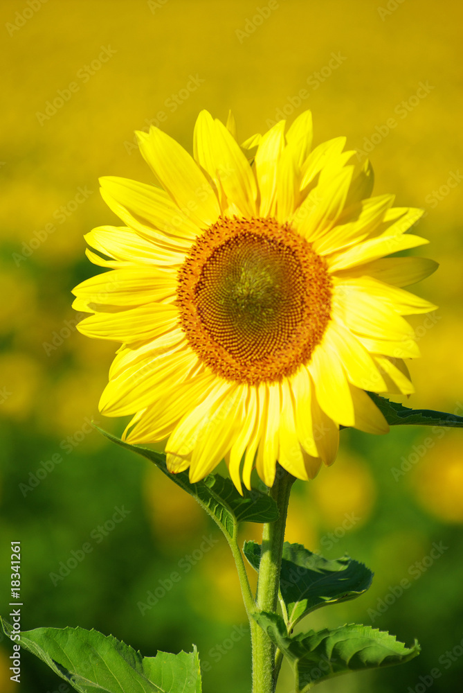 Fototapeta premium sunflower
