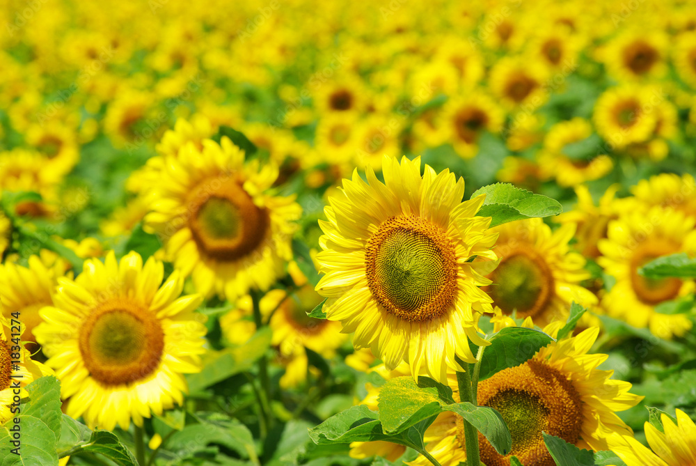 Obraz premium sunflower