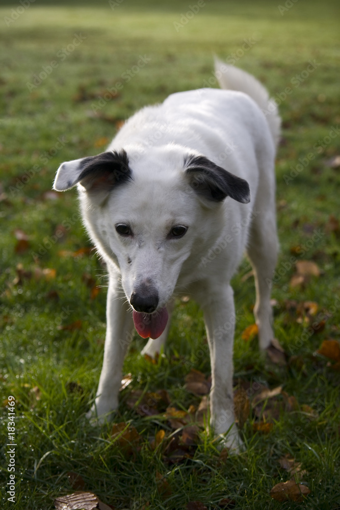 Bright eyed white dog