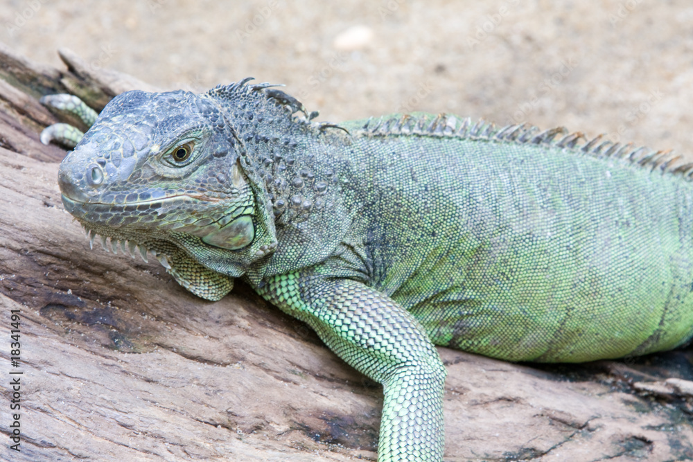 Iguana Iguana