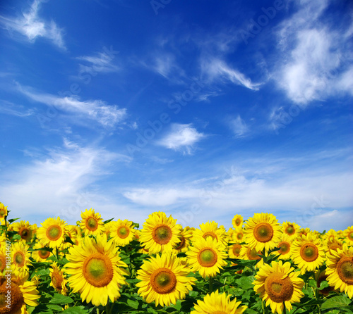 sunflower field