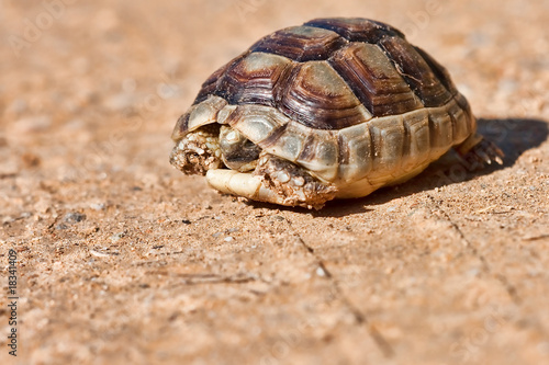 Fototapeta Naklejka Na Ścianę i Meble -  Spur-thighed Tortoise