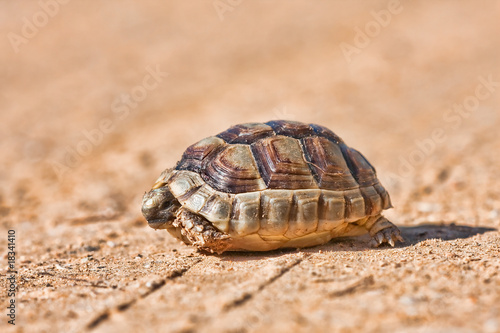 Fototapeta Naklejka Na Ścianę i Meble -  Spur-thighed Tortoise