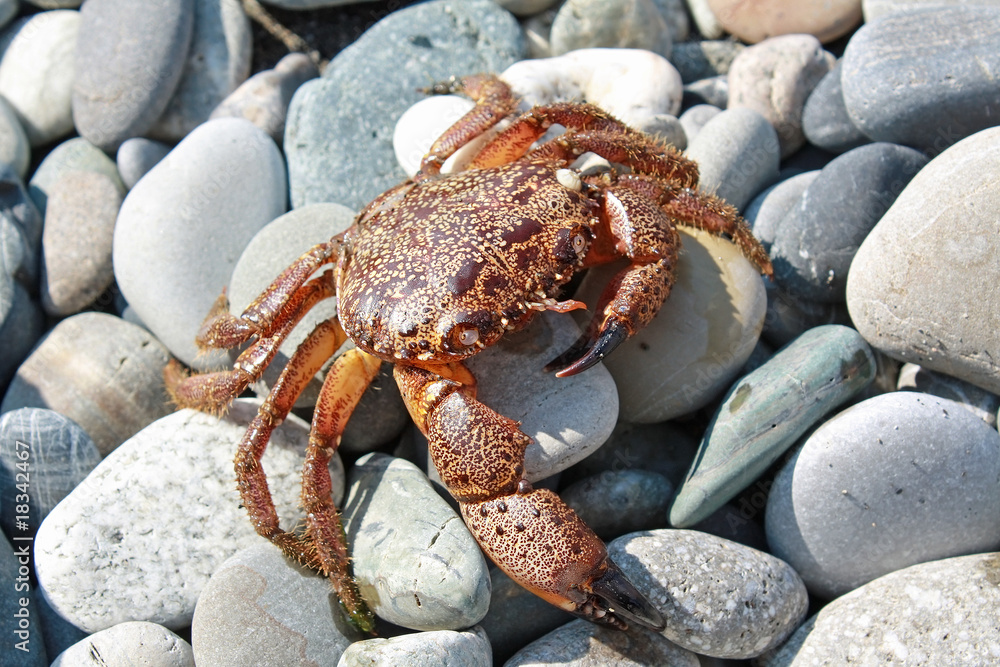 Aggressive crab against  sea pebble