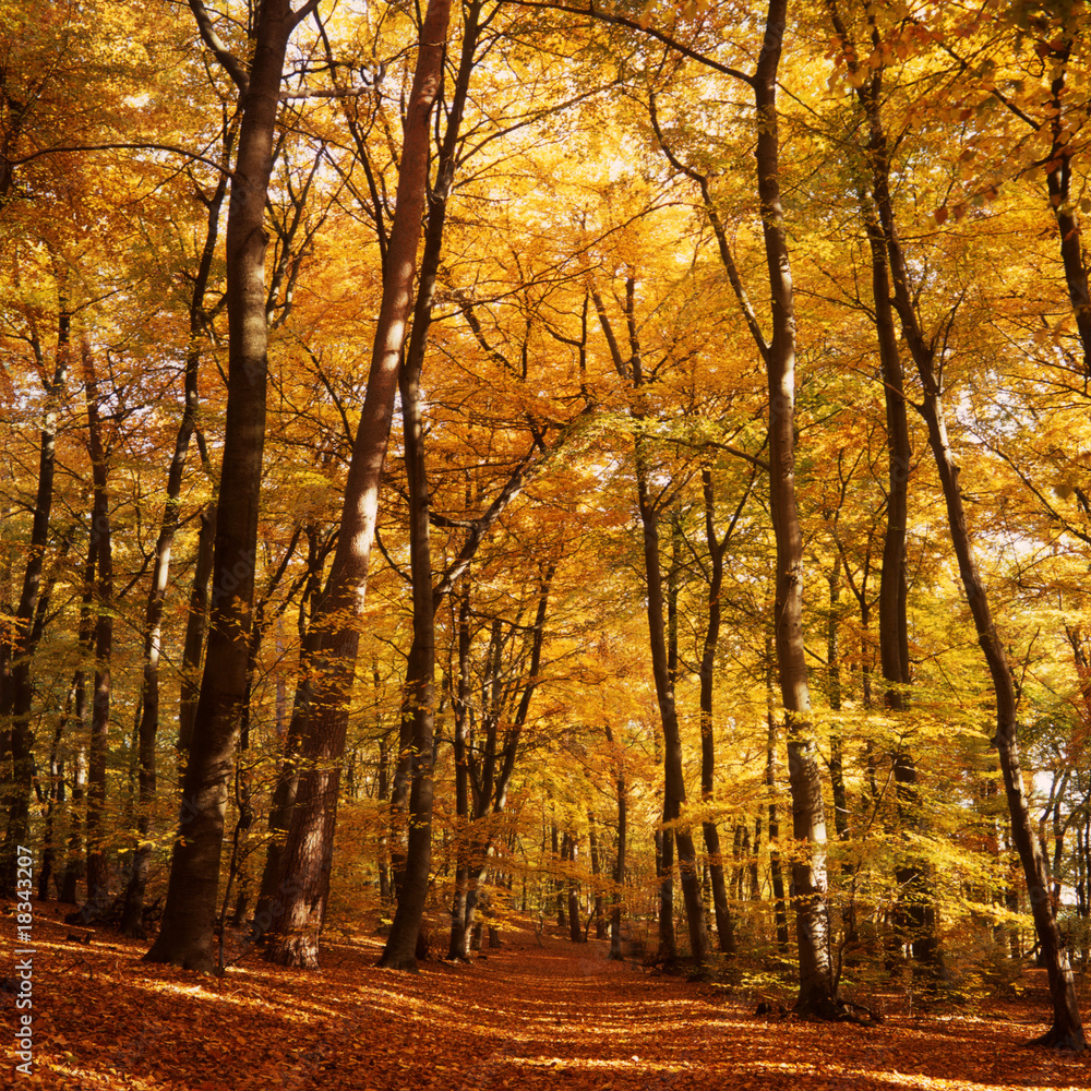 Fototapeta premium Forest in autumn