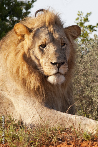 Male lion