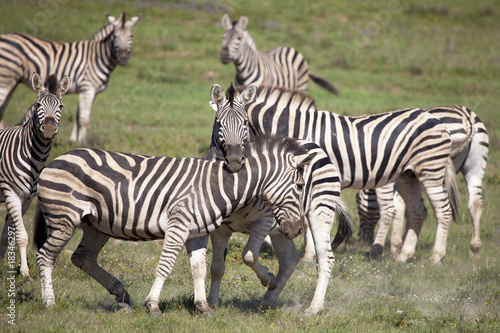 Zebras playing © Melissa Schalke