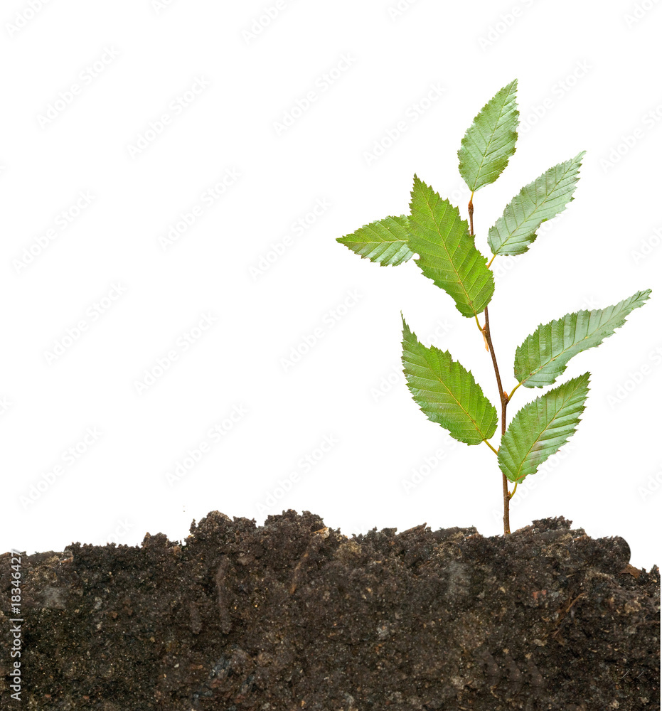 Tree shoot isolated white on background Tree shoot isolated white on background