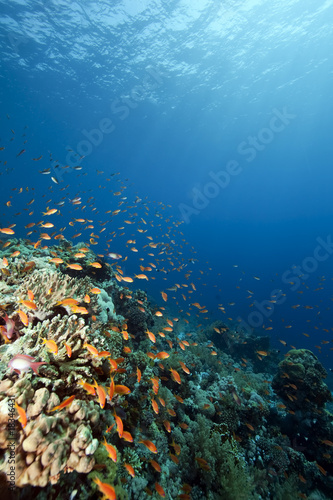 Fototapeta Naklejka Na Ścianę i Meble -  ocean and coral
