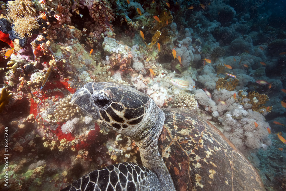 Fototapeta premium ocean and hawksbill turtle