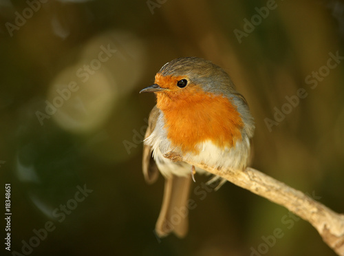 Portrait of a male Robin