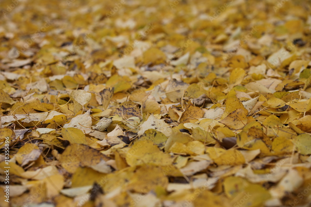 Herbst Herbst
