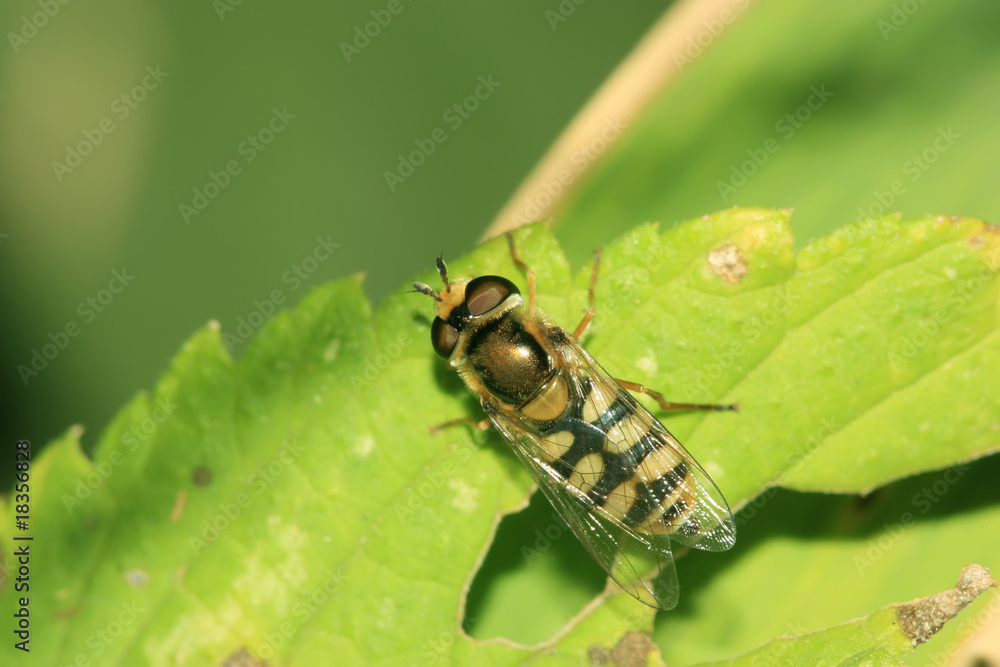 Naklejka premium syrphidae insects