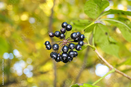 Eleutherococcus senticosiis