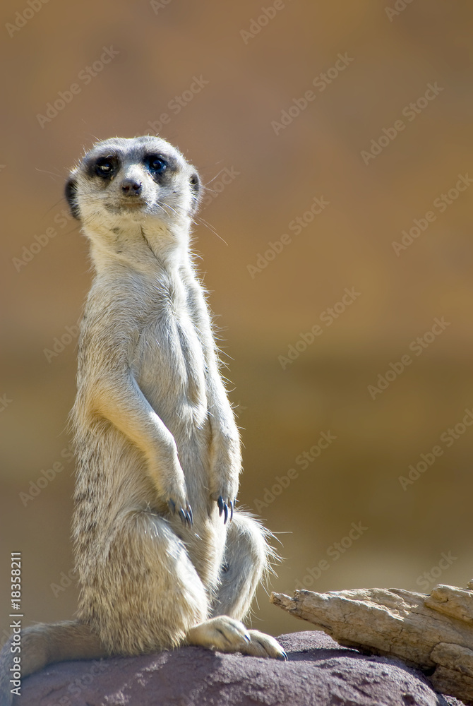 Alert Meerkat Alert Meerkat
