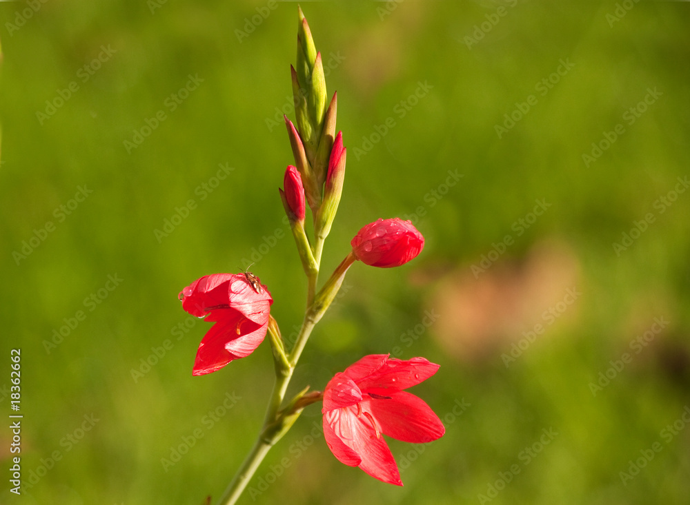 Schizostylis or Kaffir Lily