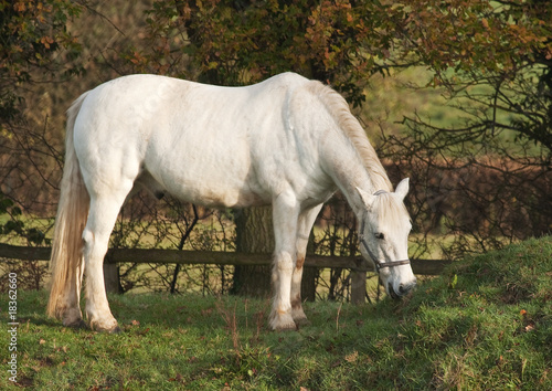 White horse grazing in early morning light