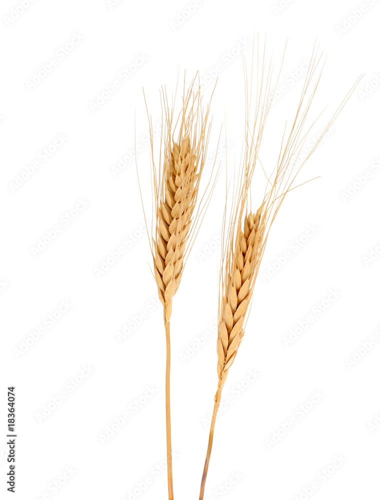 Wheat (Triticum spp.)