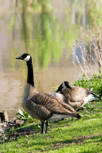 Couple of Canada- or Canadian geese at the waterside