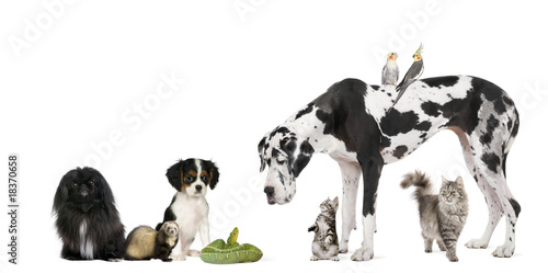 Fototapeta Naklejka Na Ścianę i Meble -  Group of pets in front of white background, studio shot