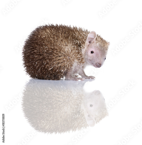 Portrait of Lesser Hedgehog Tenrec in front white background