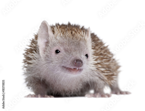 Portrait of Lesser Hedgehog Tenrec in front of white background © Eric Isselée
