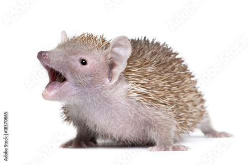 Lesser Hedgehog Tenrec with mouth open against white background