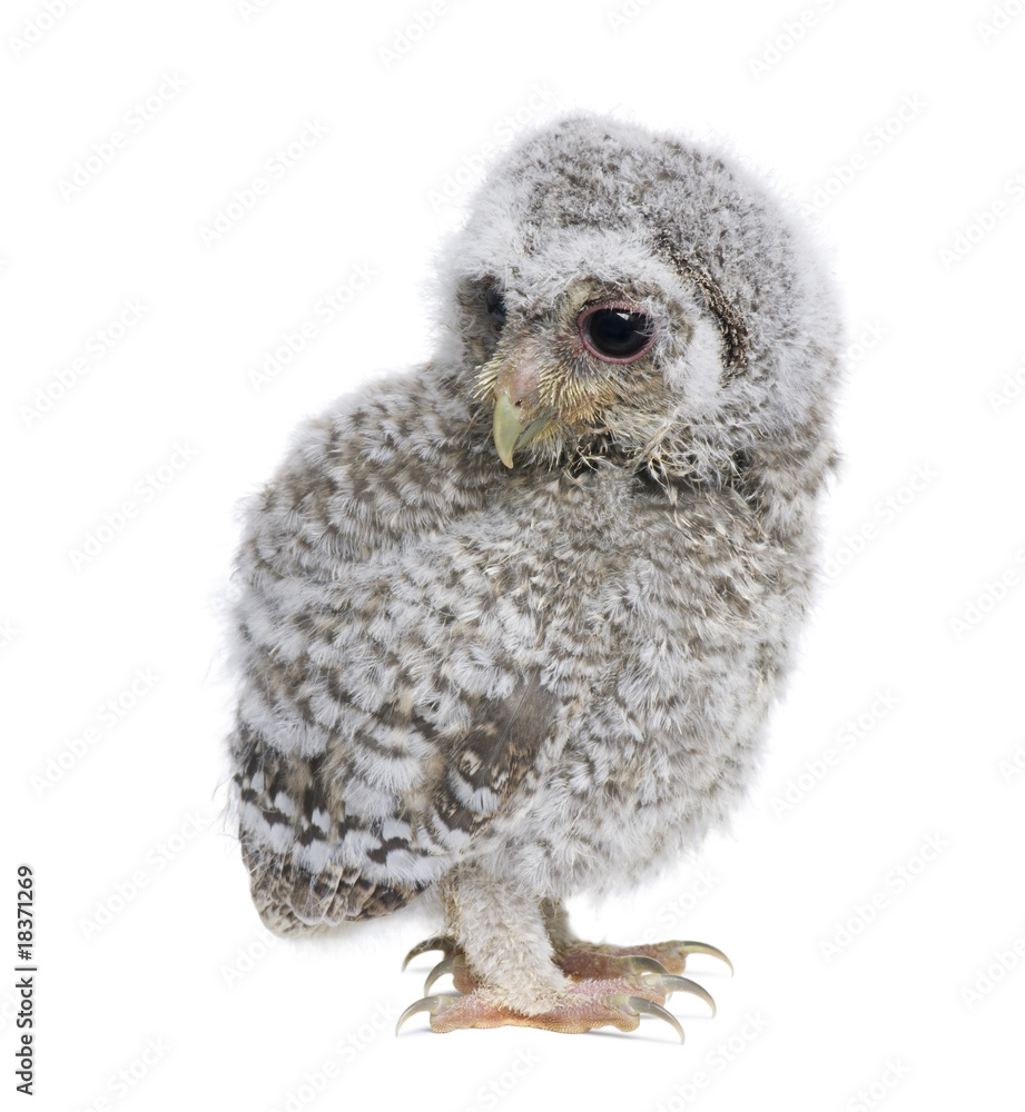 Baby Little Owl, 4 weeks old, in front of a white background Baby Little Owl, 4 weeks old, in front of a white background