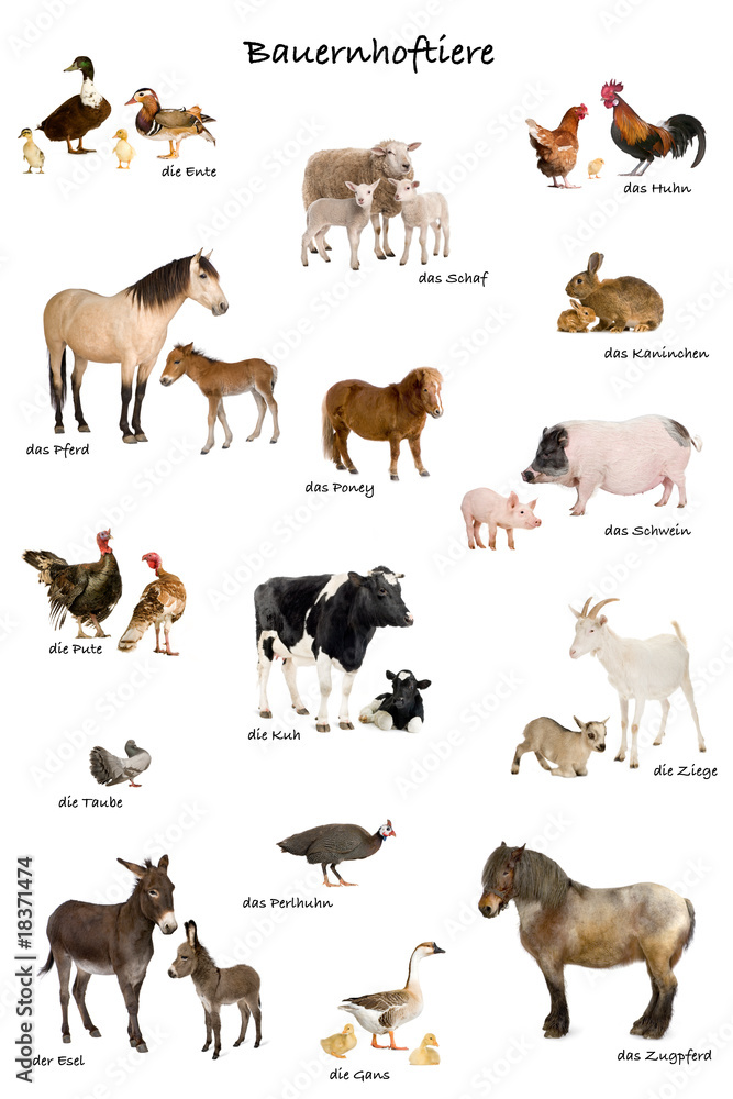 educational poster with farm animal in German