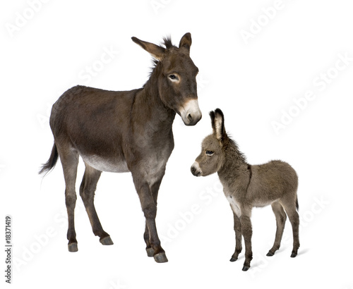 Donkey and his foal standing in front of white background