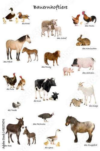 educational poster with farm animal in German © Eric Isselée