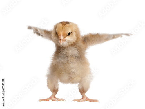 Fotografia Araucana Chicken, 8 days old, in front of a white background