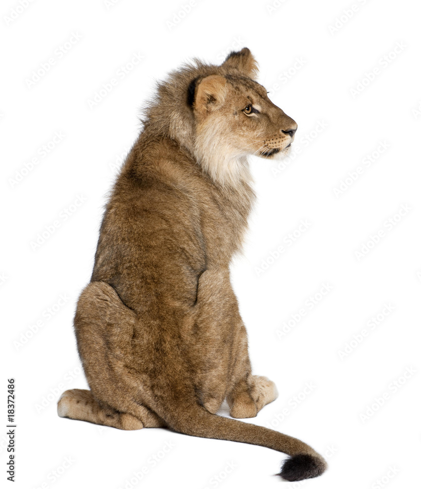 Fototapeta premium Lion - Panthera leo, sitting in front of a white background