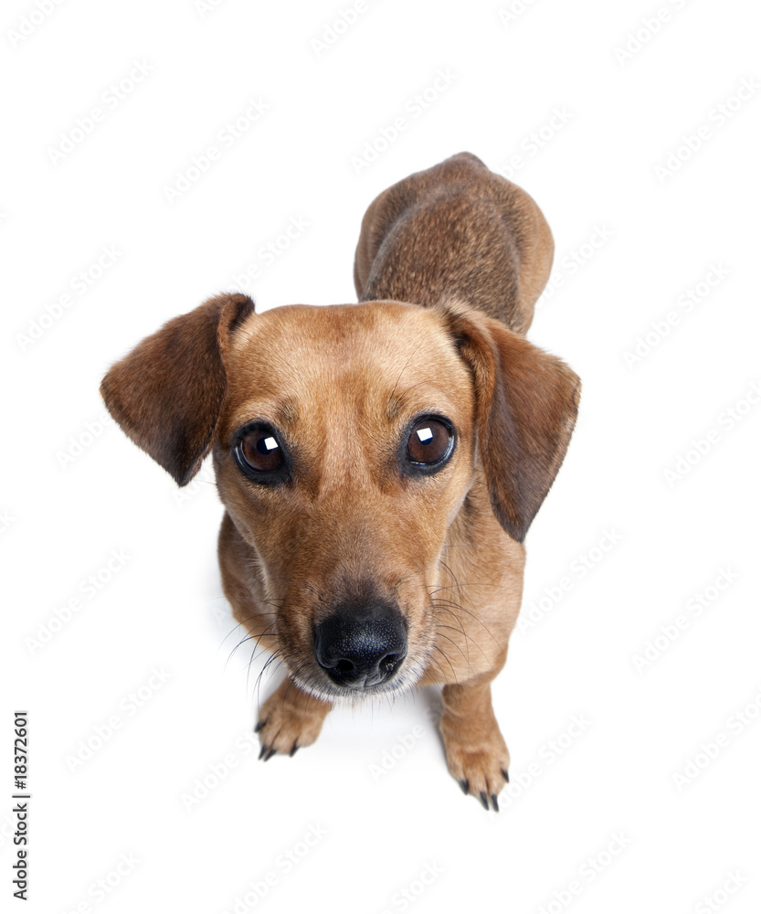 Dashund in front of a white background, studio shot