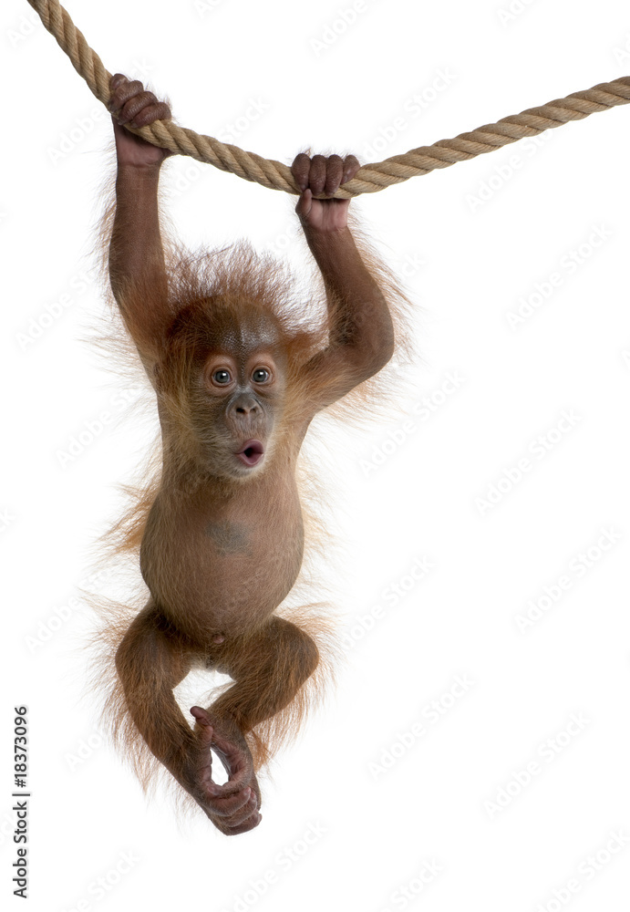 Fototapeta premium Baby orangutan sumatrzański wiszące na liny na białym tle