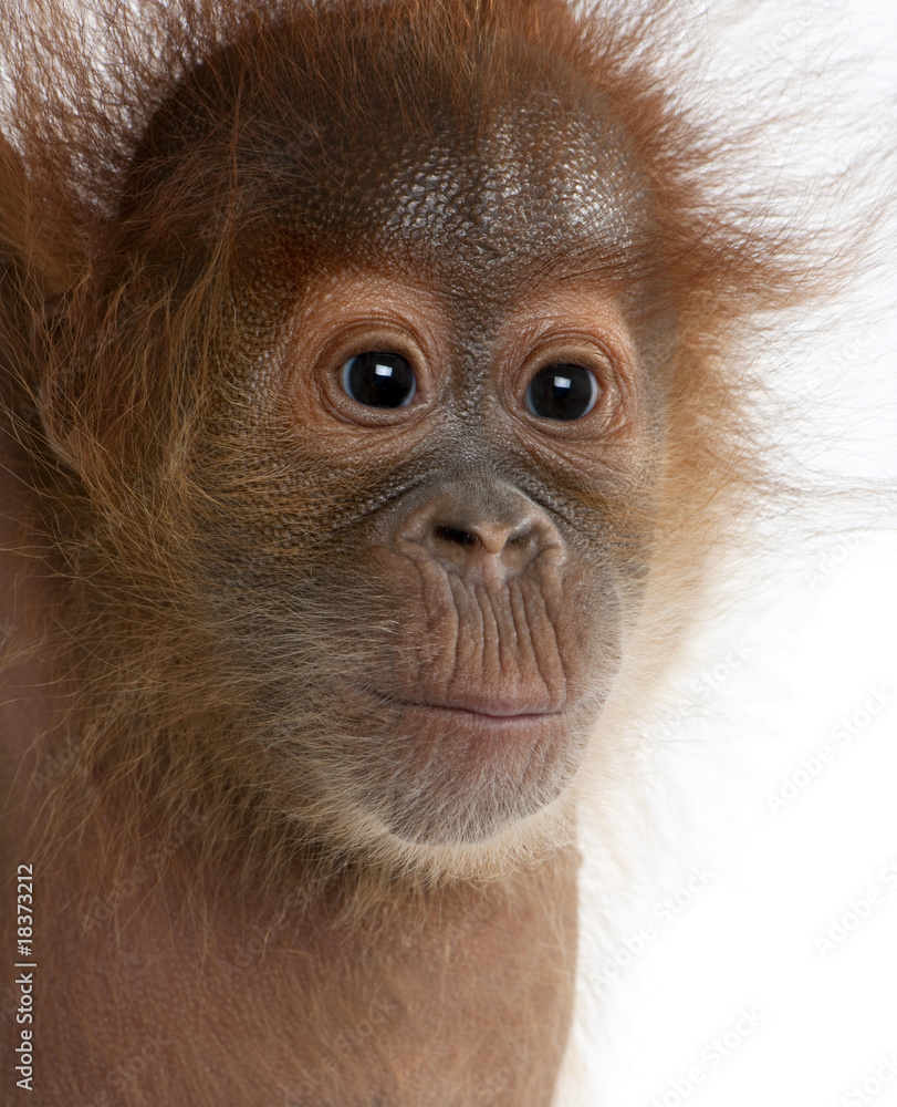 Fototapeta premium Close-up of baby Sumatran Orangutan, against white background