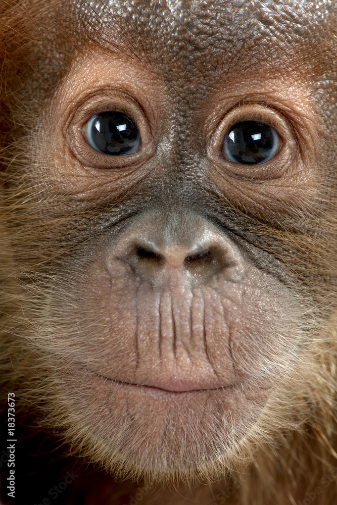 Fototapeta premium Close-up of baby Sumatran Orangutan, 4 months old