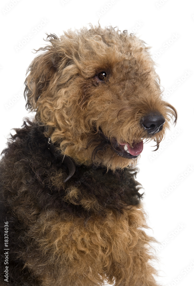 Airedale, 1 year old, sitting in front of a white background