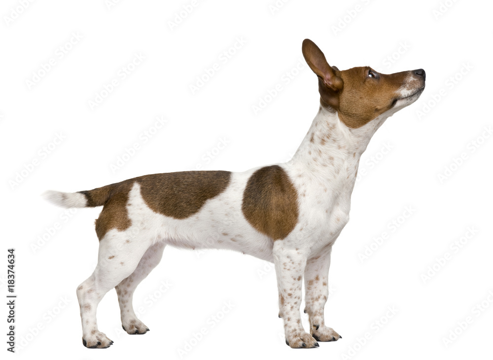 Jack Russell Terrier puppy, in front of white background
