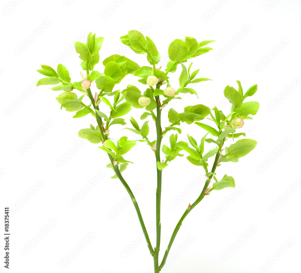 Blueberry branch Blueberry branch
