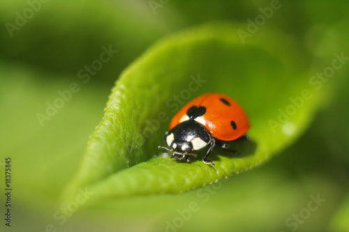 ladybug © ALEXEY FILATOV