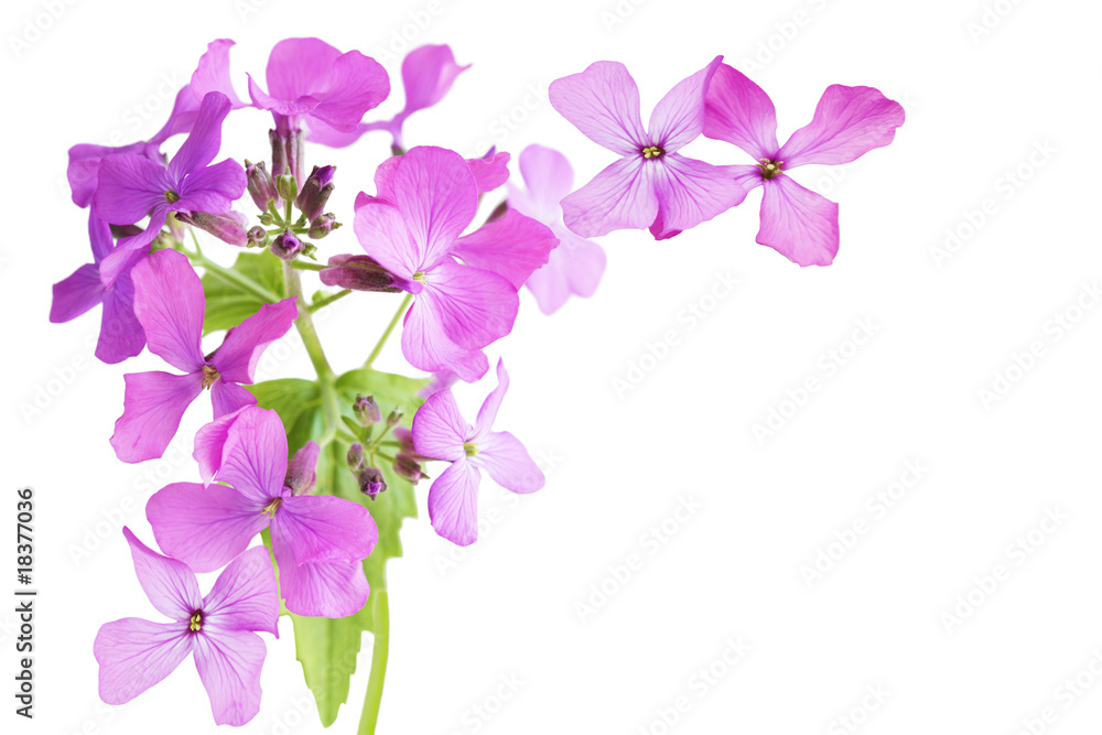 Hesperis matronalis (Dame's Rocket) Hesperis matronalis (Dame's Rocket)