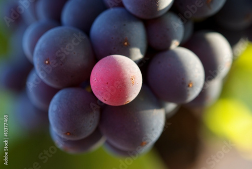 Wallpaper Mural grappe de raisin Torontodigital.ca