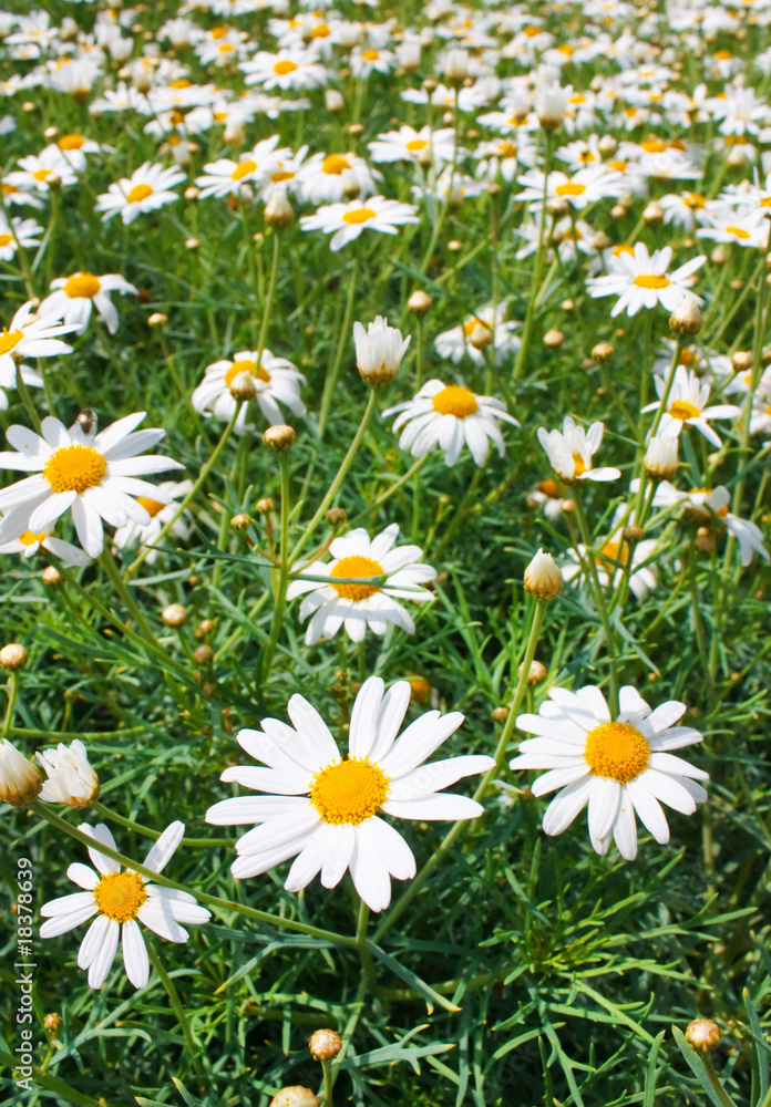 Fototapeta premium Field of daisy..
