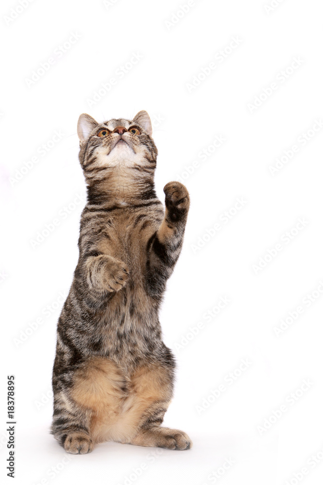 Fototapeta premium Young European Shorthair in front of a white background