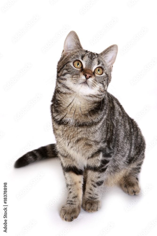 Young European Shorthair in front of a white background Young European Shorthair in front of a white background