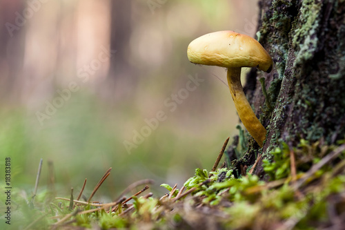 Mushroom Corttinarius cinnamomeus