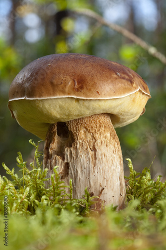 Boletus edulis mushroom in the forest