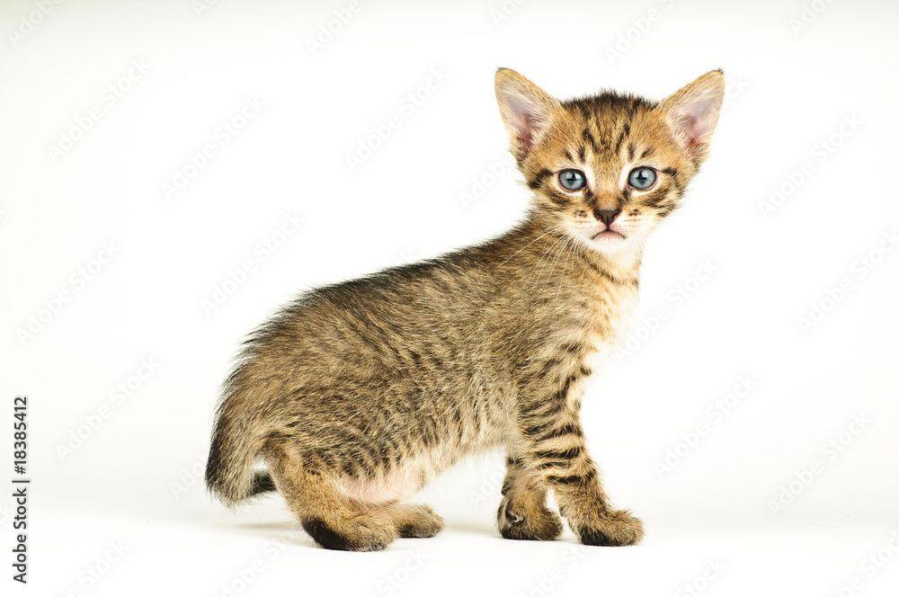 Isolated cat on white background