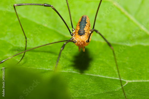 Harvestman spider